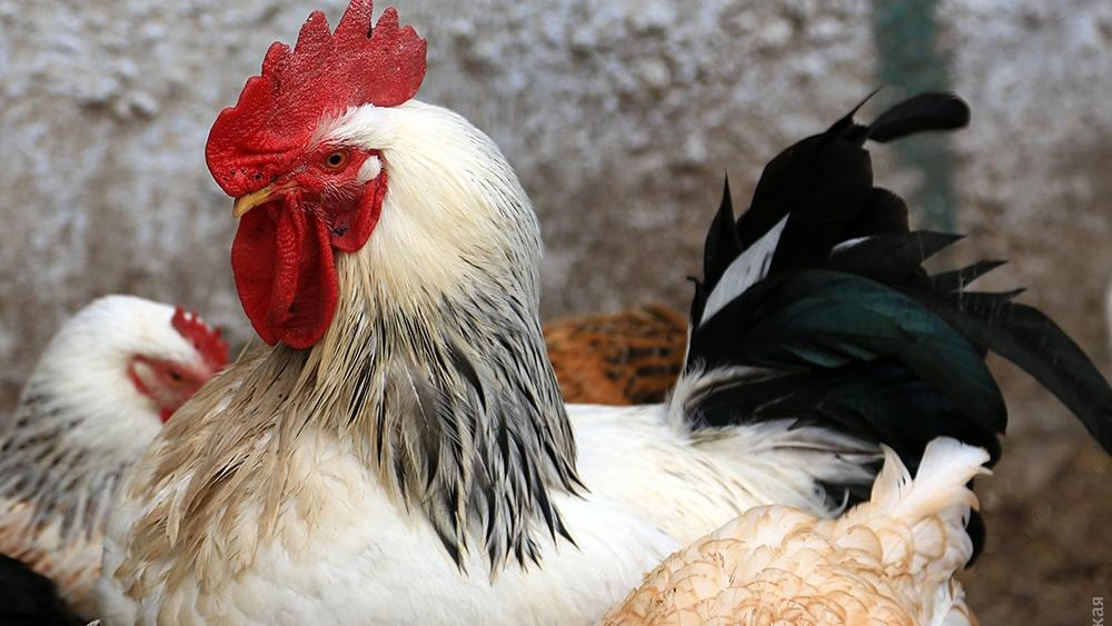 Странный петух поразил сеть своими габаритами: появилось видео