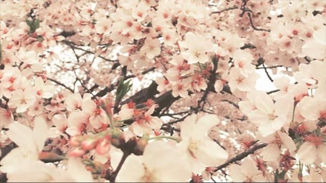 У Японії розцвіли сакури: дивовижні фото 