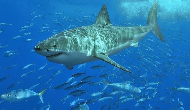 Когда в океане исчезнет рыба: ученые сделали неутешительный прогноз Когда в океане исчезнет рыба: ученые сделали неутешительный прогноз