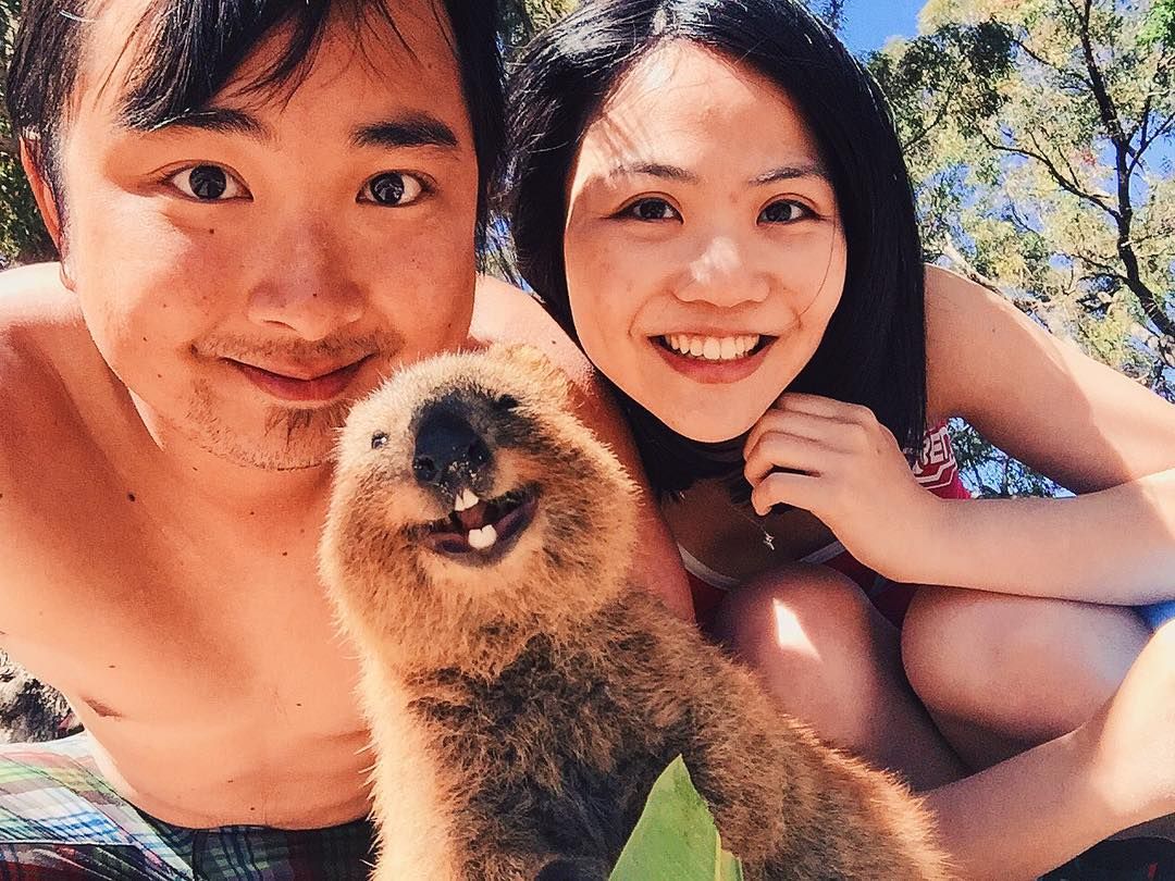 #quokkaselfie: мережу зводить з розуму неймовірно фотогенічна тваринка #quokkaselfie: мережу зводить з розуму неймовірно фотогенічна тваринка