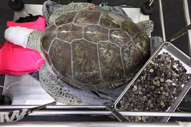 З шлунку черепахи витягли 5 кг монет, після чого вона померла