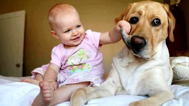 Как собака учит прыгать малыша: трогательное видео Как собака учит прыгать малыша: трогательное видео