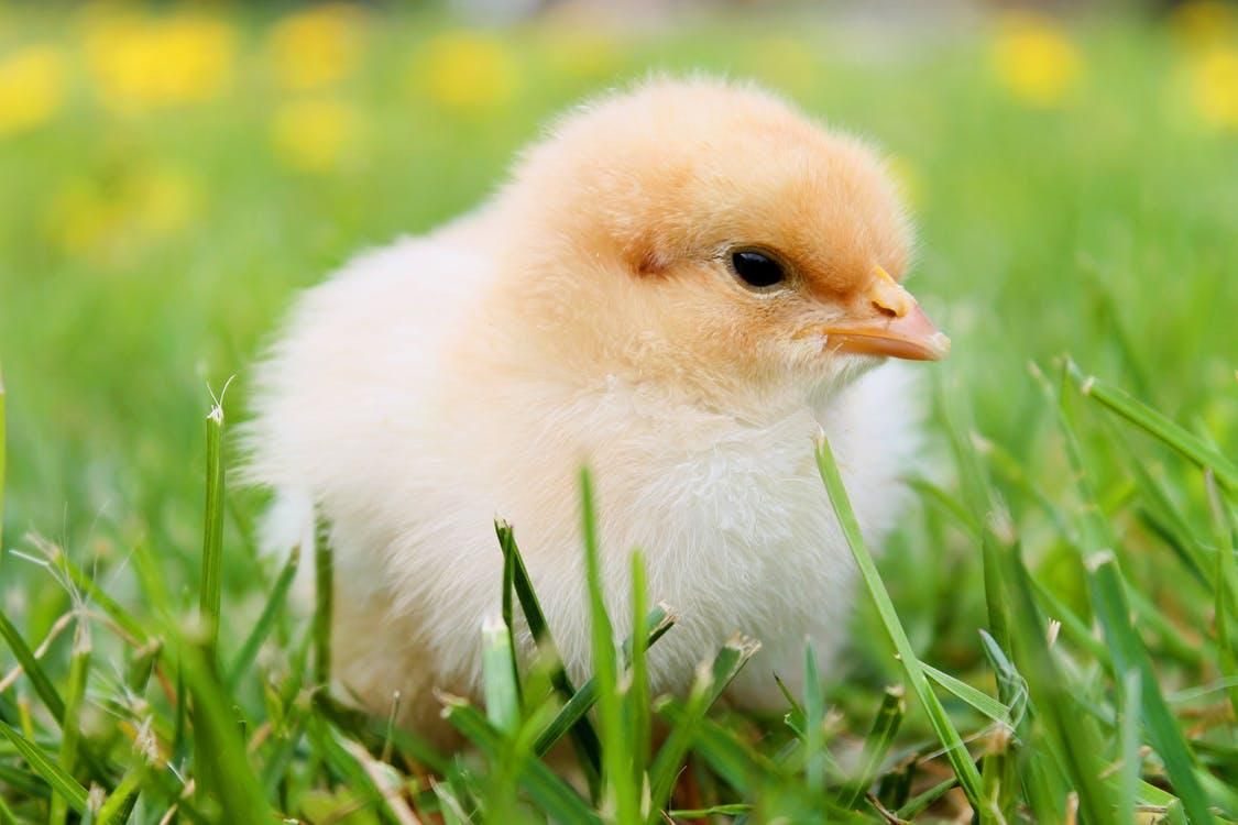 Ученые наконец смогли разгадать секрет яйца и курицы