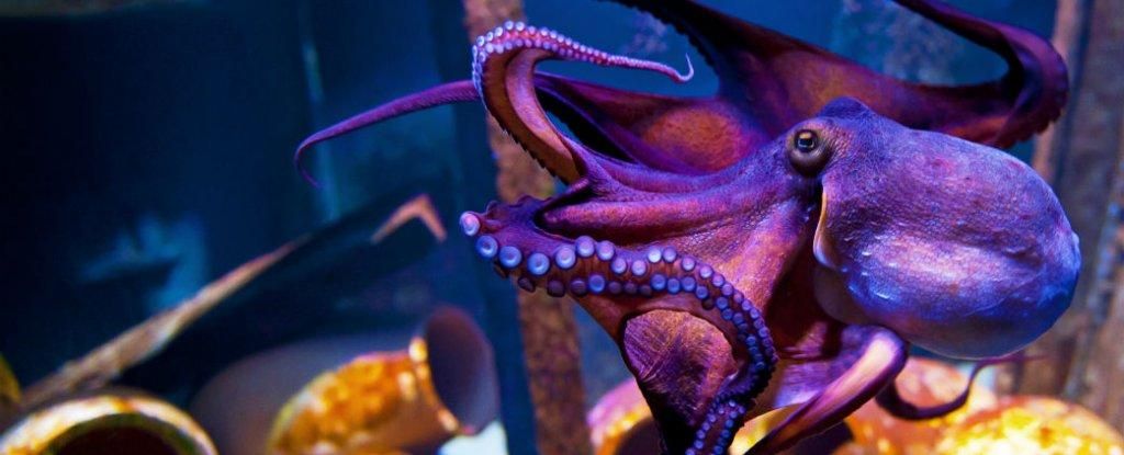 Восьминоги почали використовувати мертвих медуз як зброю: опубліковано відео Восьминоги почали використовувати мертвих медуз як зброю: опубліковано відео