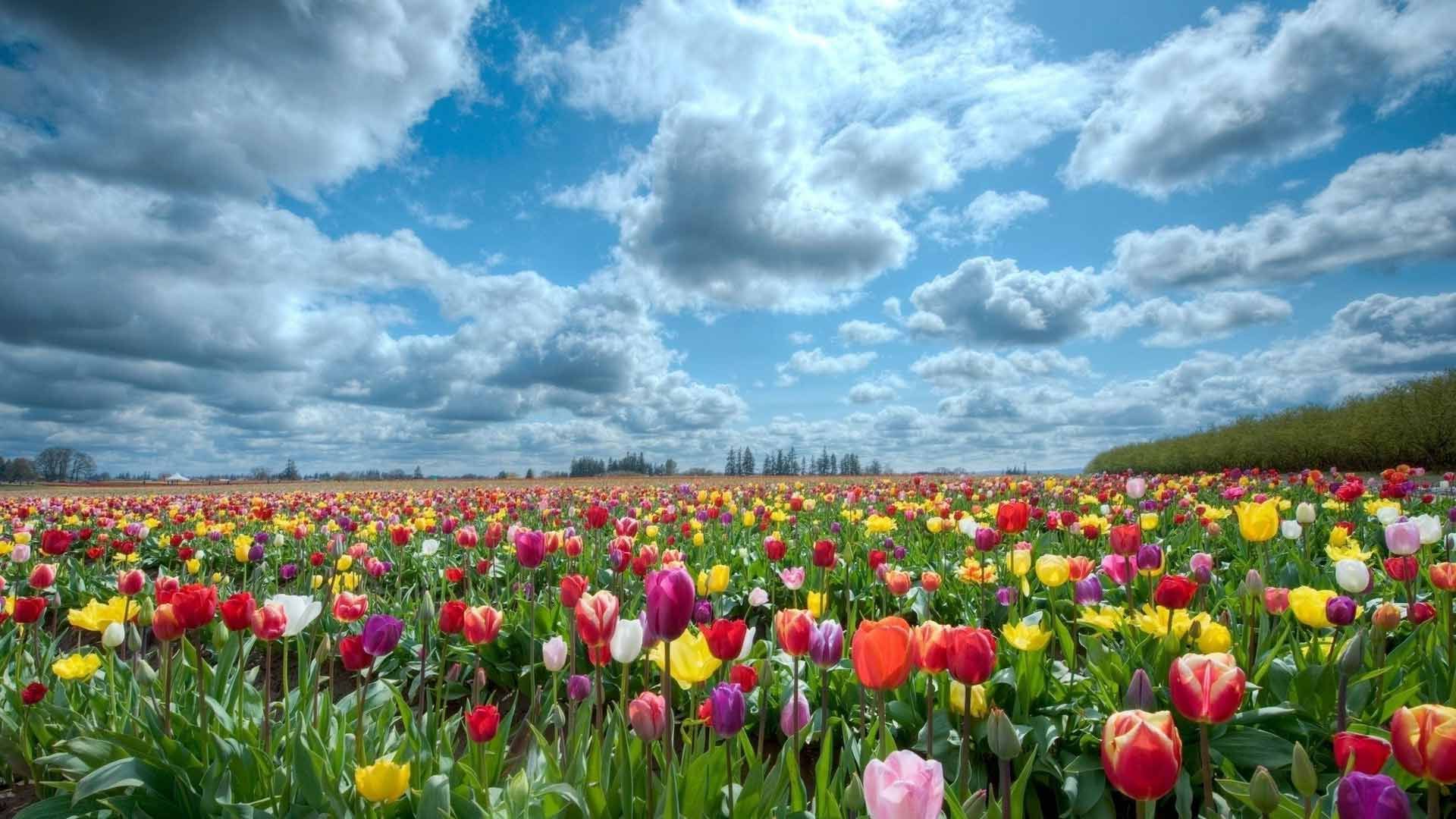 Большое тюльпановое поле зацвело вблизи Милана