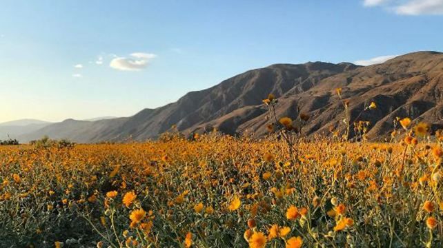 Пустеля в Каліфорнії вкрилася неймовірним цвітінням: вражаючі фото туристів