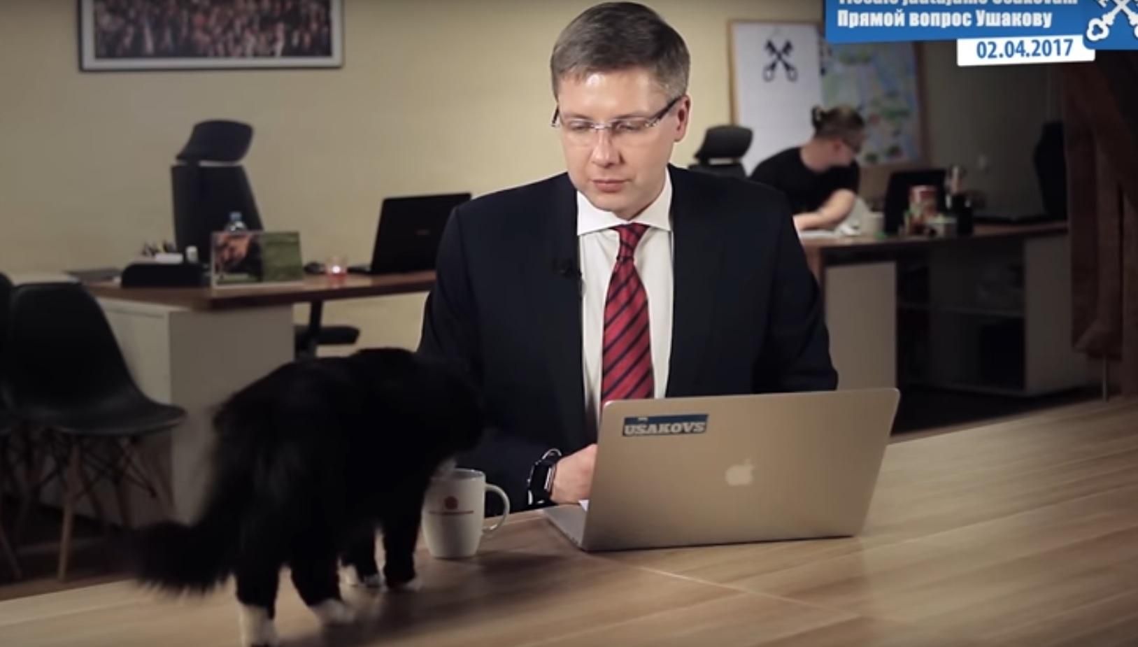 Кот ворвался в кадр во время официального обращения политика: смешное видео