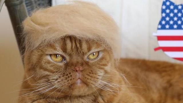 Фотограф публикует фотографии котов со смешными прическами