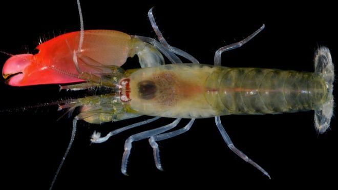 Невідомий вид креветок назвали в честь легендарного рок-гурту Невідомий вид креветок назвали в честь легендарного рок-гурту
