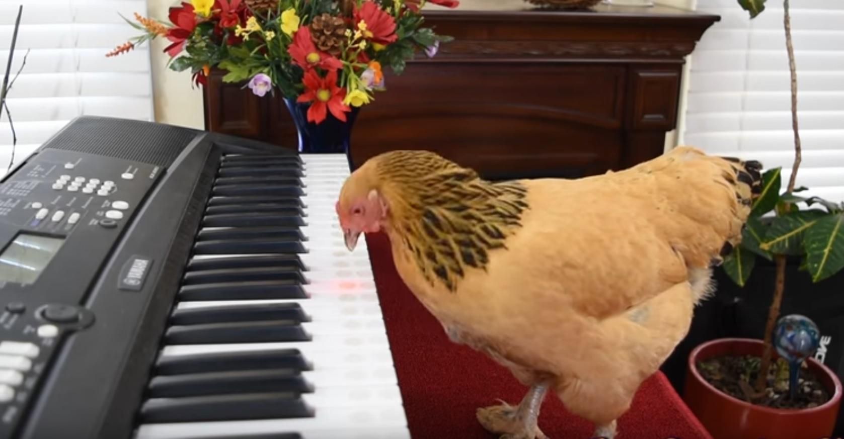 Талановита курка зіграла на піаніно та втерла усім носа: опубліковано відео