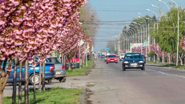 Найдовша алея сакур зацвіла на Закарпатті: казкові фото Найдовша алея сакур зацвіла на Закарпатті: казкові фото