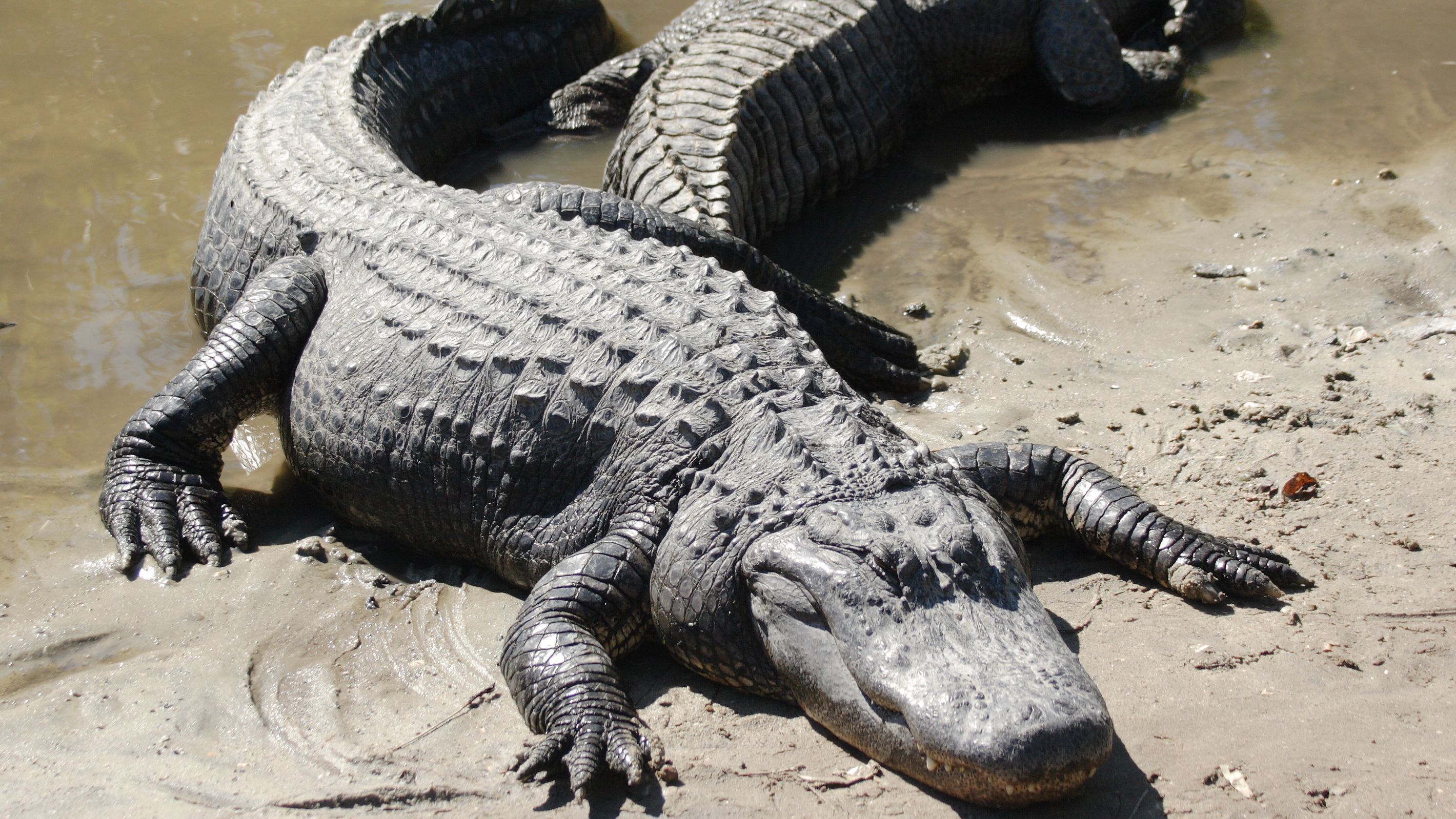 В еволюції динозаврів вчені знайшли ще одну несподівану бракуючу ланку В еволюції динозаврів вчені знайшли ще одну несподівану бракуючу ланку
