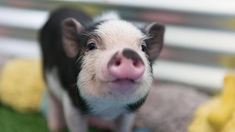Людські органи планують вирощувати на свинях 