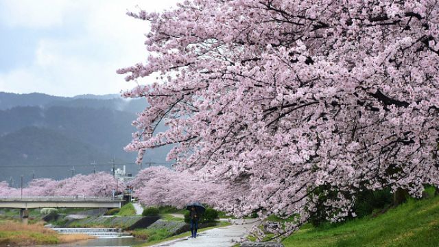 Море з пелюсток: як казково опадають сакури в Японії Море з пелюсток: як казково опадають сакури в Японії