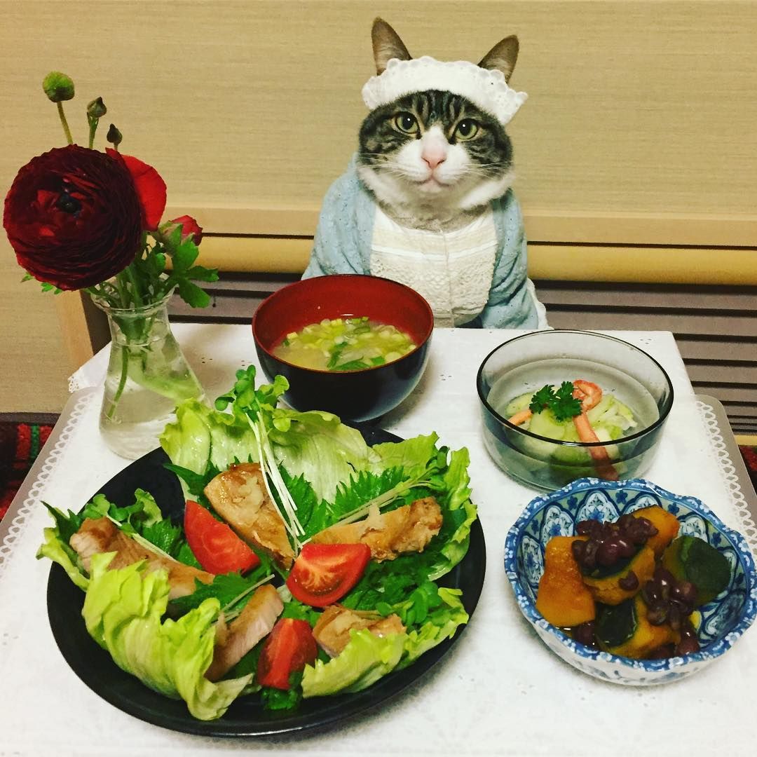 Сильная и независимая: девушка ежедневно переодевает кота и ужинает вместе с ним