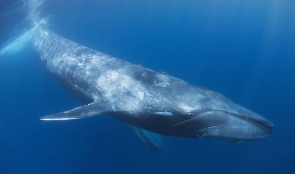 Как живет кит: ученые прикрепили камеру к спине животного