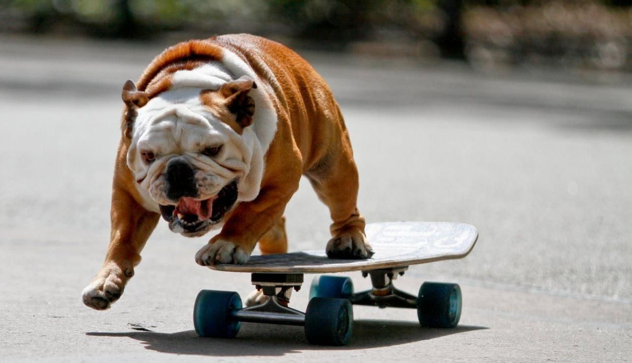 Неймовірний пес-скейбордист захопив Twitter: відео