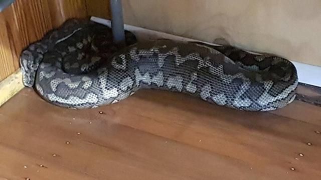 Гигантская змея провалилась сквозь потолок в дом: фото