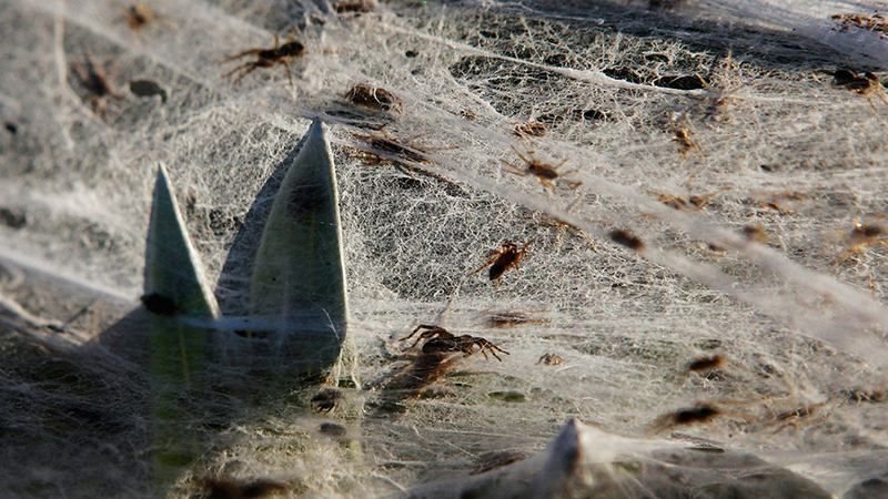 Пауки накрыли поле гигантской паутиной: появилось видео