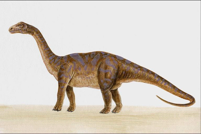 В Испании нашли остатки неизвестного окаменевшего животного: фото