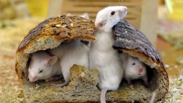 У мережі показали бійку щурів за шматок їжі: відео 