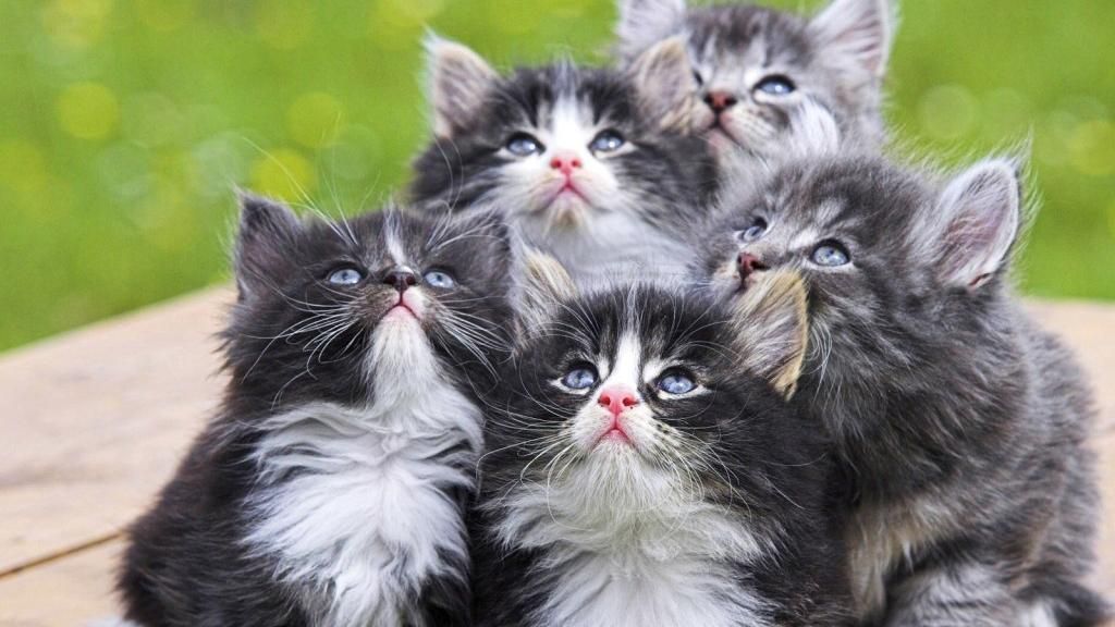 Как владелец 10 котят пытался их сфотографировать: смешное видео