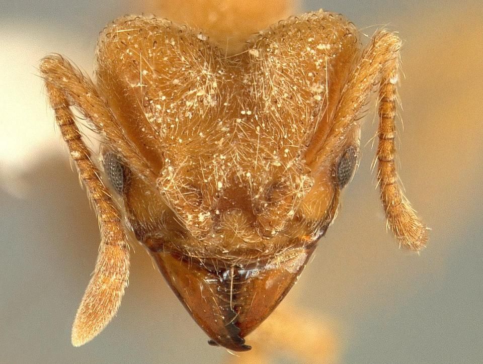 Новый вид муравьев назвали в честь известной группы