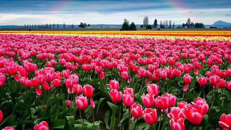 Долина тюльпанов расцвела на Буковине: появилось видео