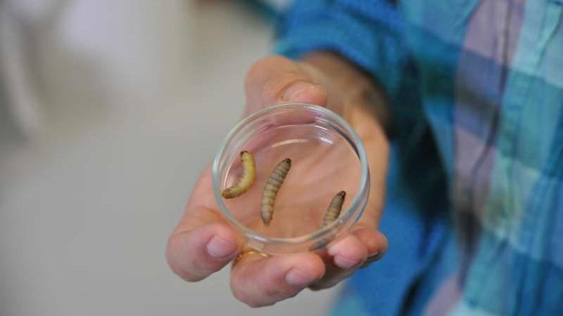 Вчені знайшли гусениць, які їдять пластик 