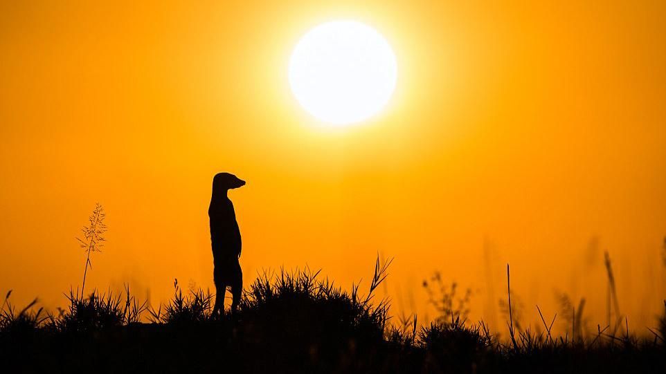 Краса дикої Африки: фантастичні фотографії переможця міжнародного конкурсу Краса дикої Африки: фантастичні фотографії переможця міжнародного конкурсу