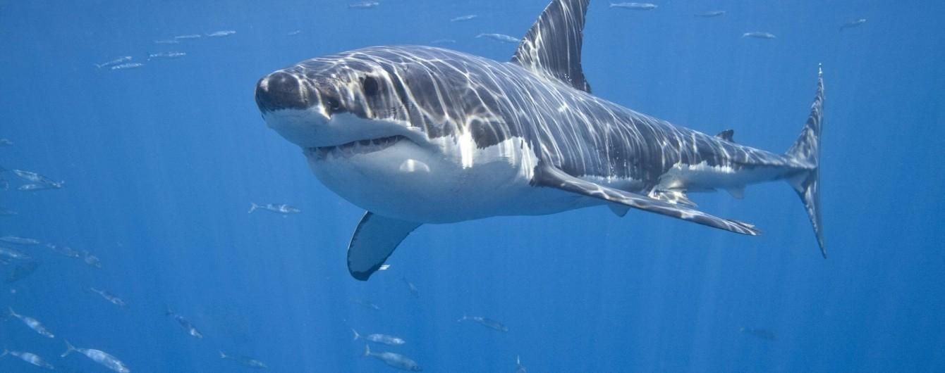 Як акула полювала за трьома серфінгістами: курйозне відео