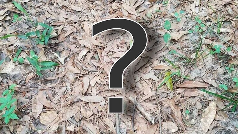 Знайти змію: нова загадка підкорила інтернет 