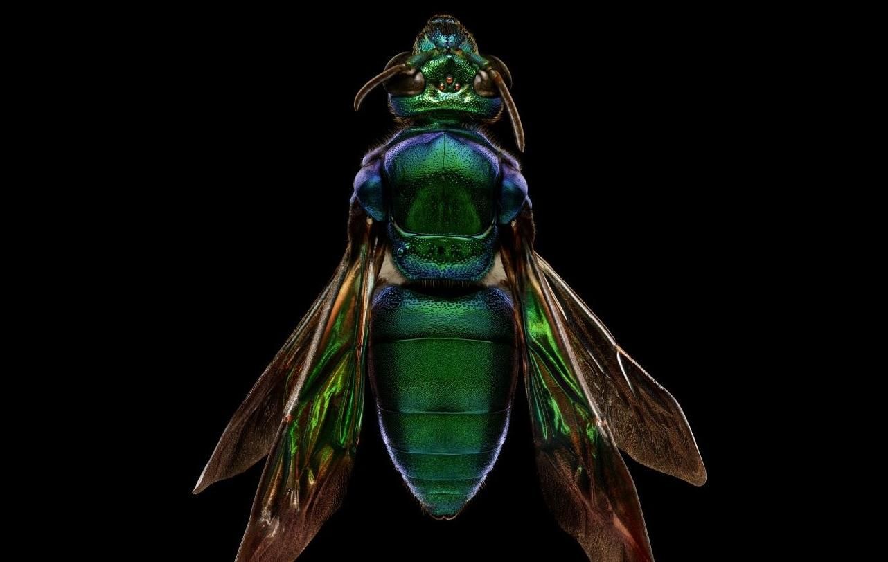 Як створюються супердетальні знімки комах: фотограф опублікував відео