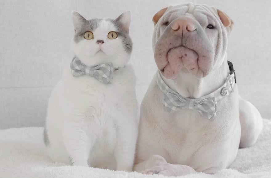 Неймовірна дружба: крихітна собака та кіт не розлучаються вже кілька років