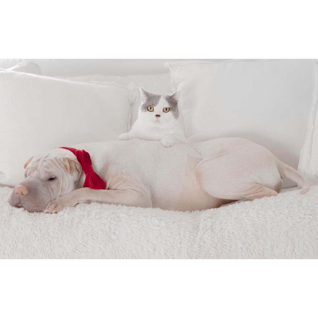 Невероятная дружба: крошечная собака и кот не расстаются уже несколько лет