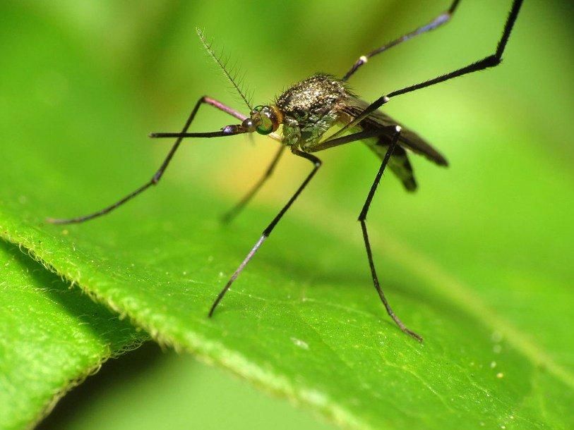 Вчені знайшли новий вид комарів, які не п’ють кров