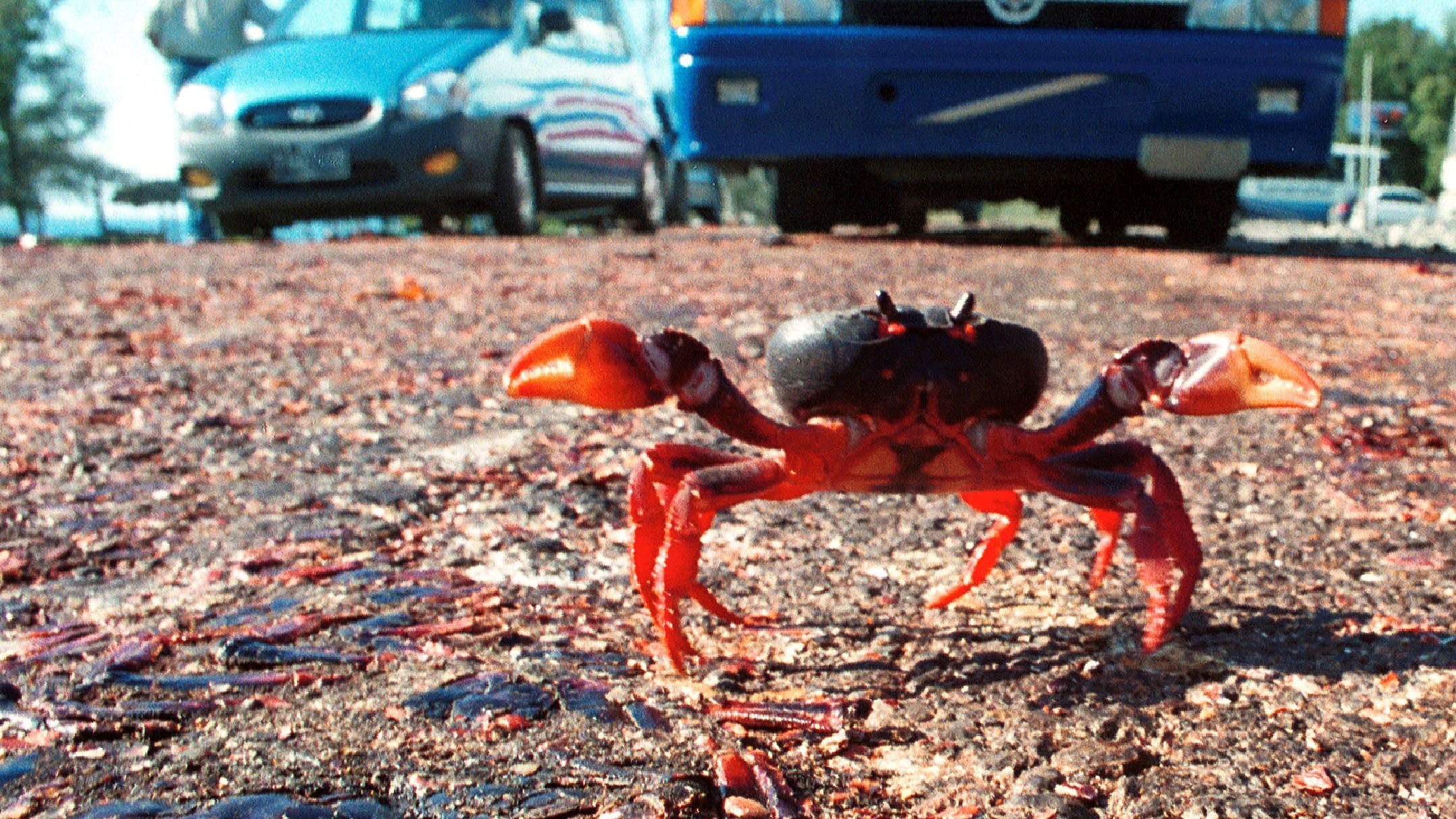 Крабы захватили Кубу: красноречивые видео Крабы захватили Кубу: красноречивые видео