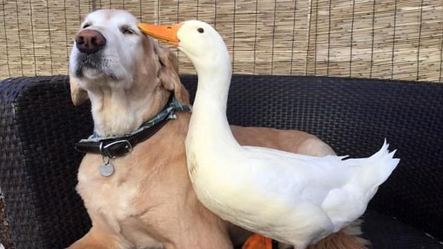 Невероятная дружба пса и гуся: трогательные фото и видео