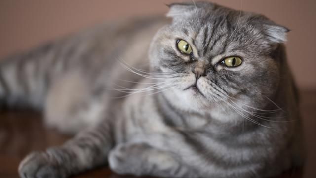 Ветеринари закликають зупинити розведення висловухих котів
