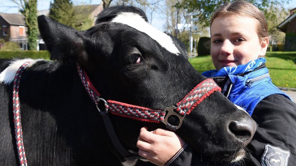 Школярка і домашня їздова корова підкорюють мережу: кумедні фото
