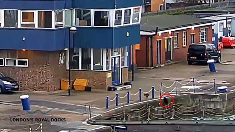 Смельчак помешал настоящей котострофе в Англии: эпическое видео Смельчак помешал настоящей котострофе в Англии: эпическое видео