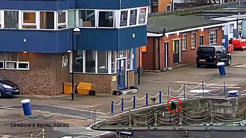 Смельчак помешал настоящей котострофе в Англии: эпическое видео