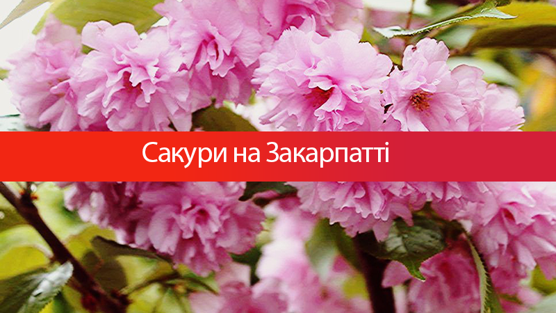 Серед відтінків рожевого: цікаві факти про сакури на Закарпатті - 3 мая 2017 - Телеканал новин 24 Серед відтінків рожевого: цікаві факти про сакури на Закарпатті - 3 мая 2017 - Телеканал новин 24