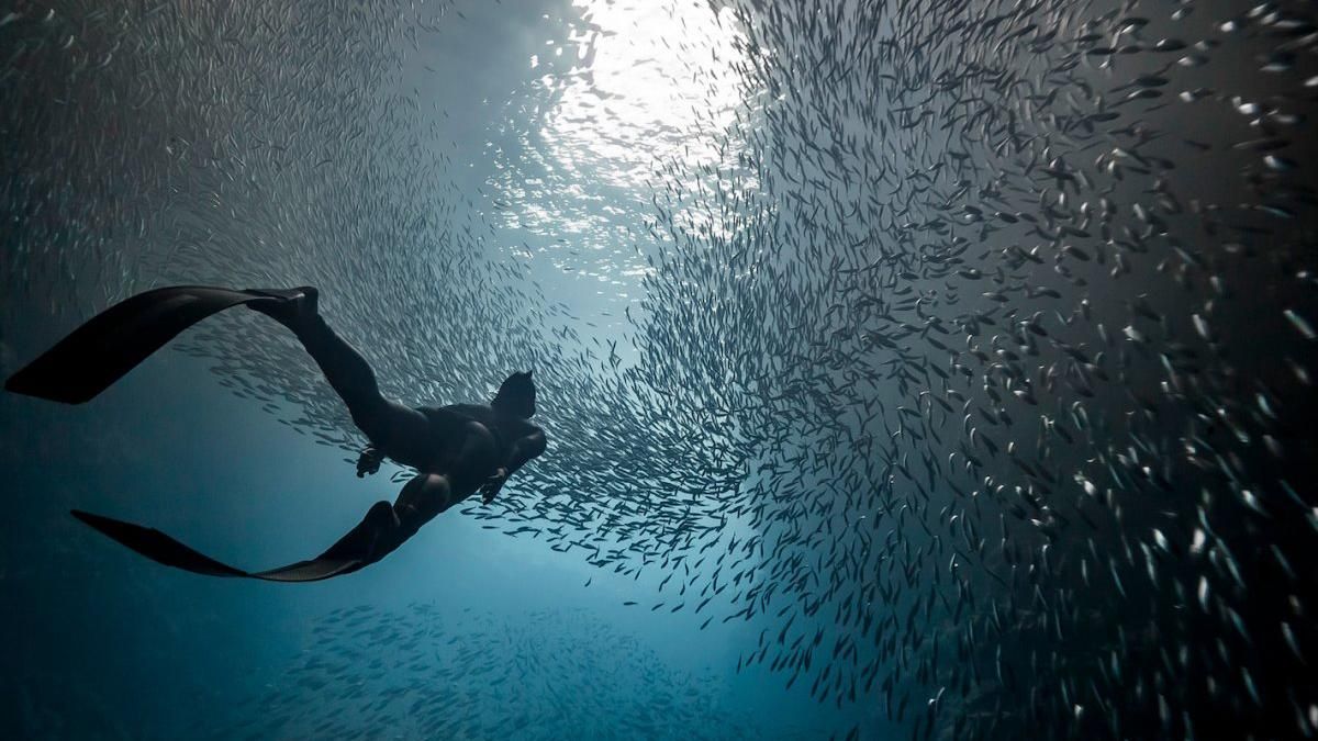 National Geographic опублікували перші захоплюючі кадри фотоконкурсу National Geographic опублікували перші захоплюючі кадри фотоконкурсу