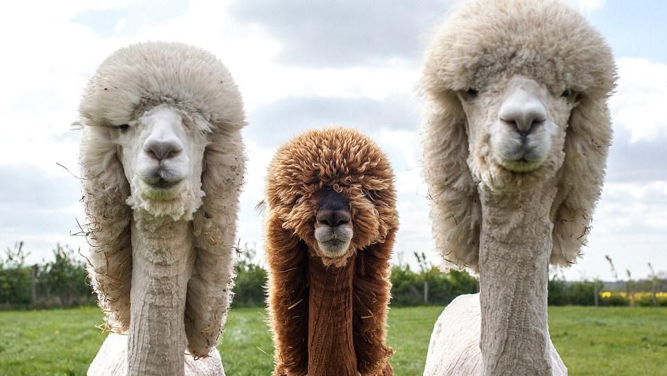 Як жінка на фермі стриже домашніх верблюдів: кумедні фото Як жінка на фермі стриже домашніх верблюдів: кумедні фото