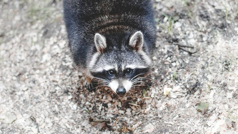 Енот встретил пассажиров в аэропорту Торонто: смешное видео