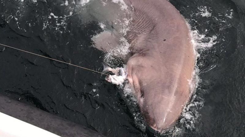 Рибалка спіймав найбільшу акулу Європи: фото та відео 