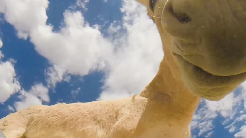 Біля водопою: американець показав кумедне відео, яке зняв з дна відра Біля водопою: американець показав кумедне відео, яке зняв з дна відра