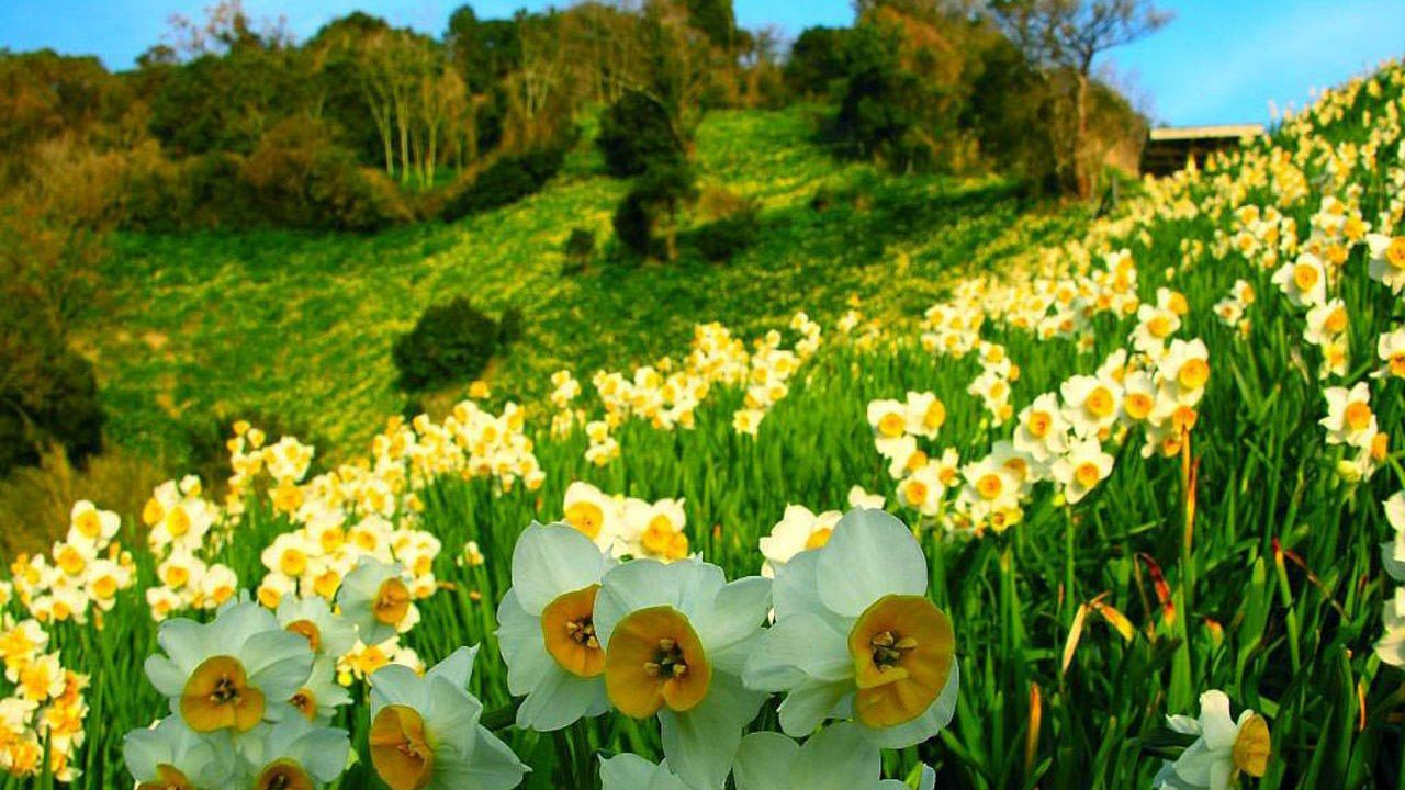 На Закарпатье едут тысячи туристов, чтобы увидеть знаменитую Долину нарциссов