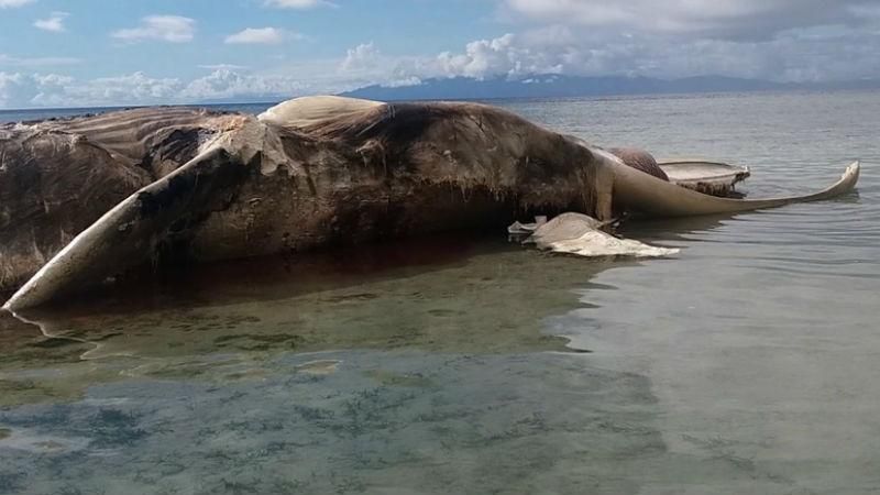 Вчені припустили, ким може бути загадкова істота, тіло якої викинуло на берег Індонезії Вчені припустили, ким може бути загадкова істота, тіло якої викинуло на берег Індонезії